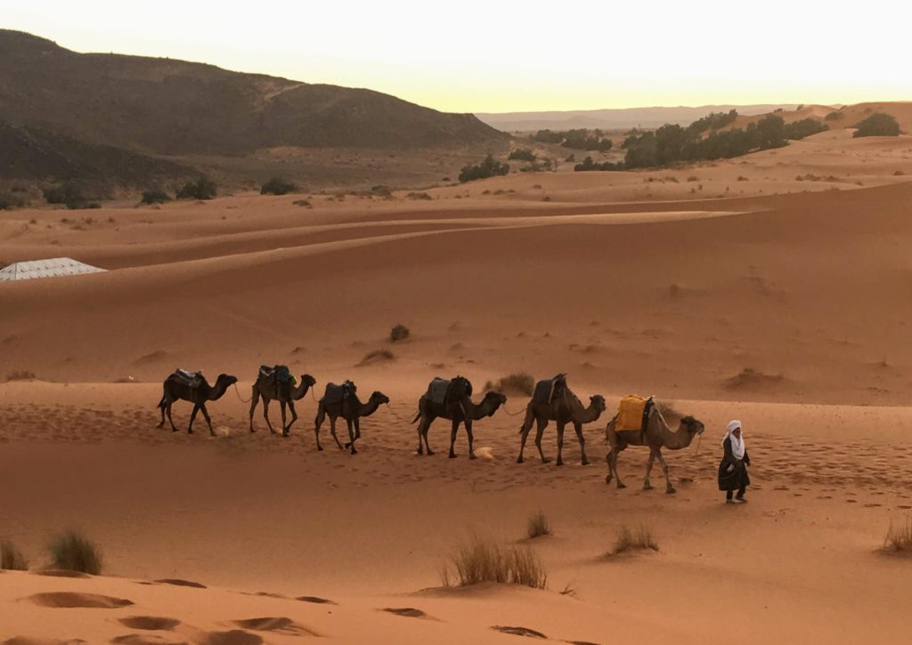 Camel caravan led by berber through the Sahara desert in Morocco, near Merzouga