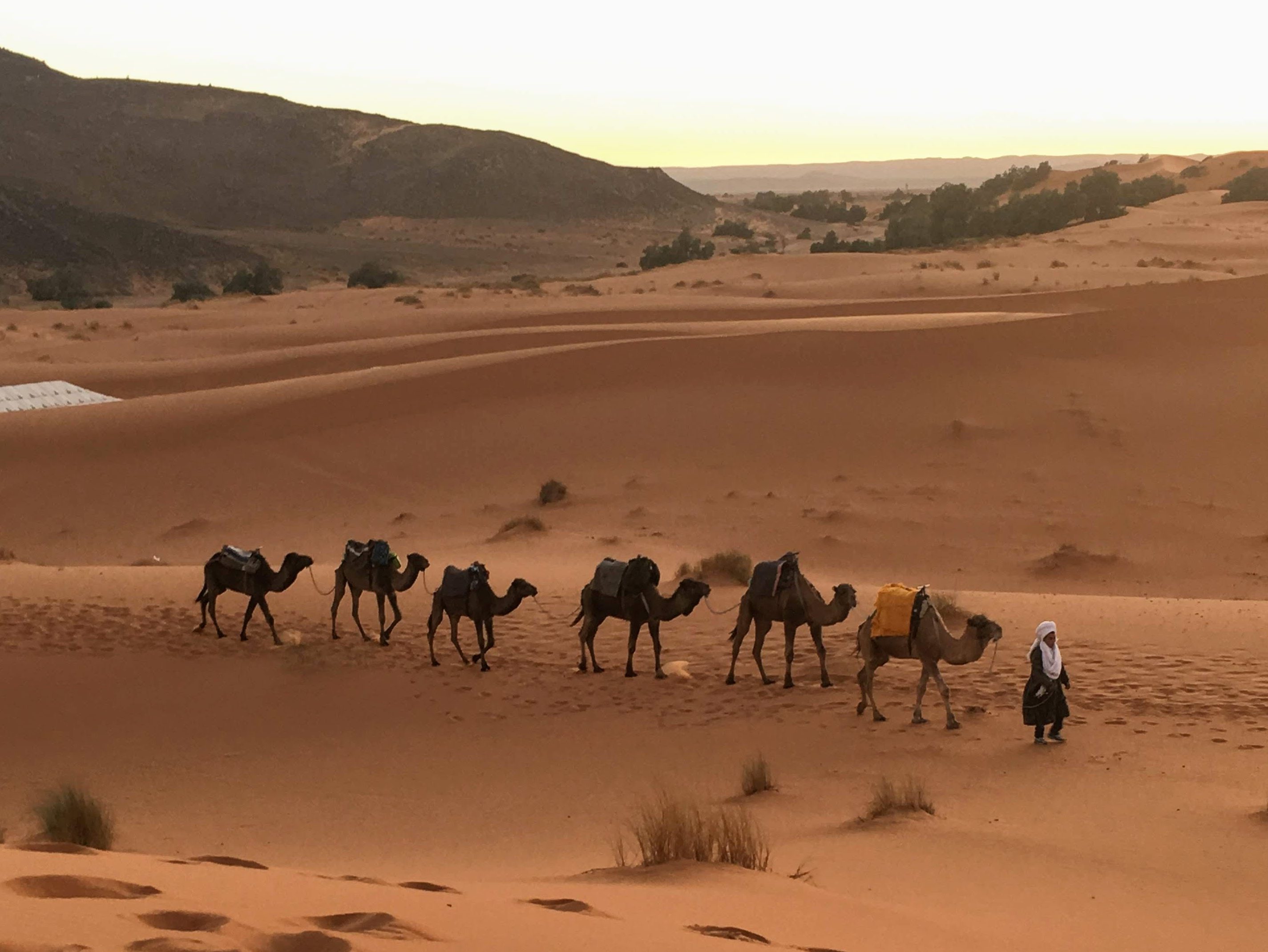 Camel caravan led by berber through the Sahara desert in Morocco, near Merzouga