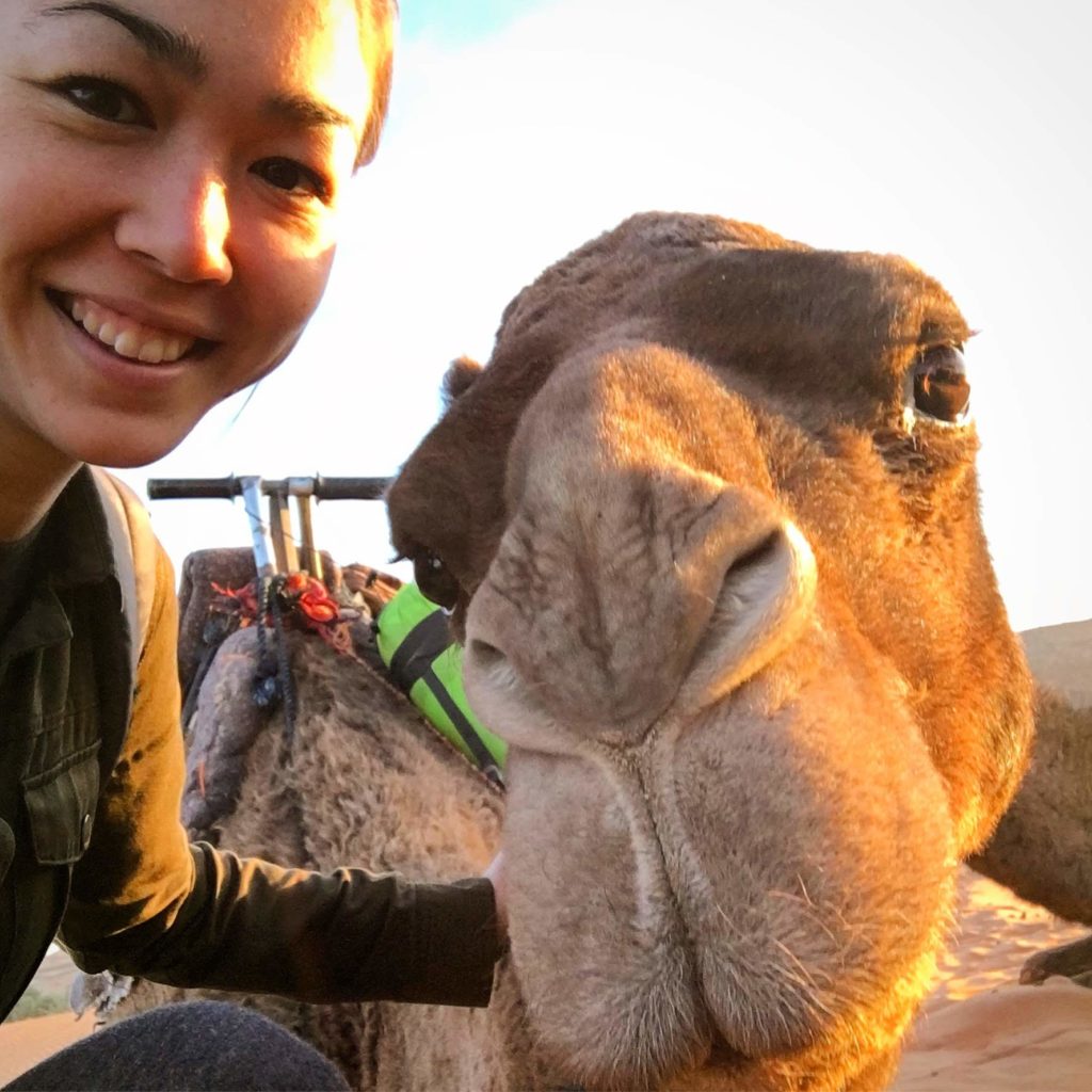 Bagghera the camel in Morocco