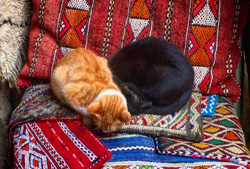 Kittens napping in Morocco