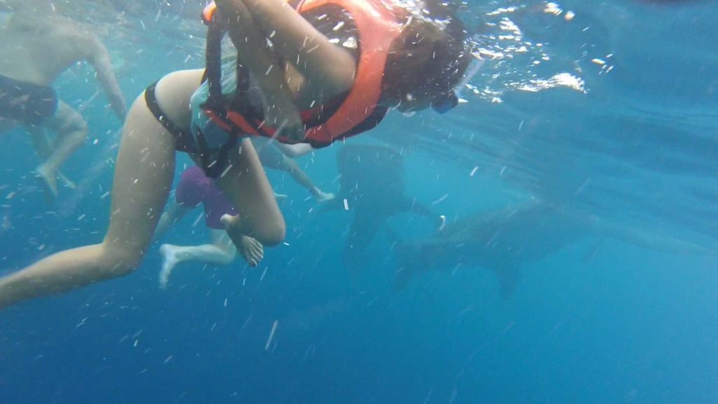 Swimming with whale sharks in Oslob, Philippines what you need to know