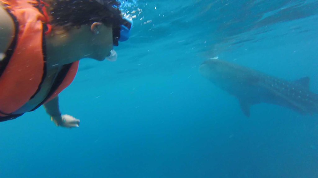 Swimming with whale sharks in Oslob, Philippines what you need to know