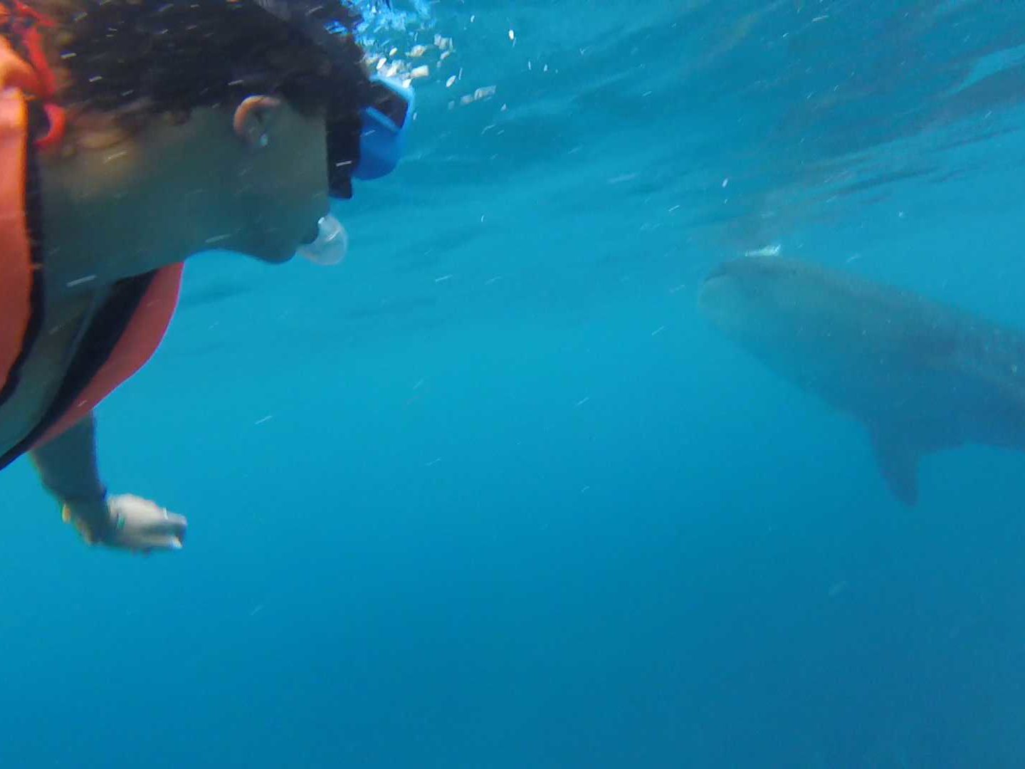 Swimming with whale sharks in Oslob, Philippines what you need to know