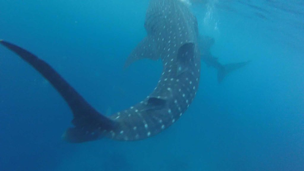 Swimming with whale sharks in Oslob, Philippines what you need to know