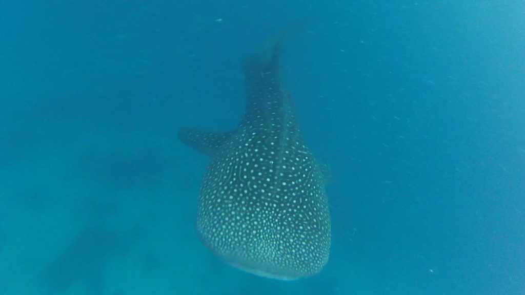 Swimming with whale sharks in Oslob, Philippines what you need to know
