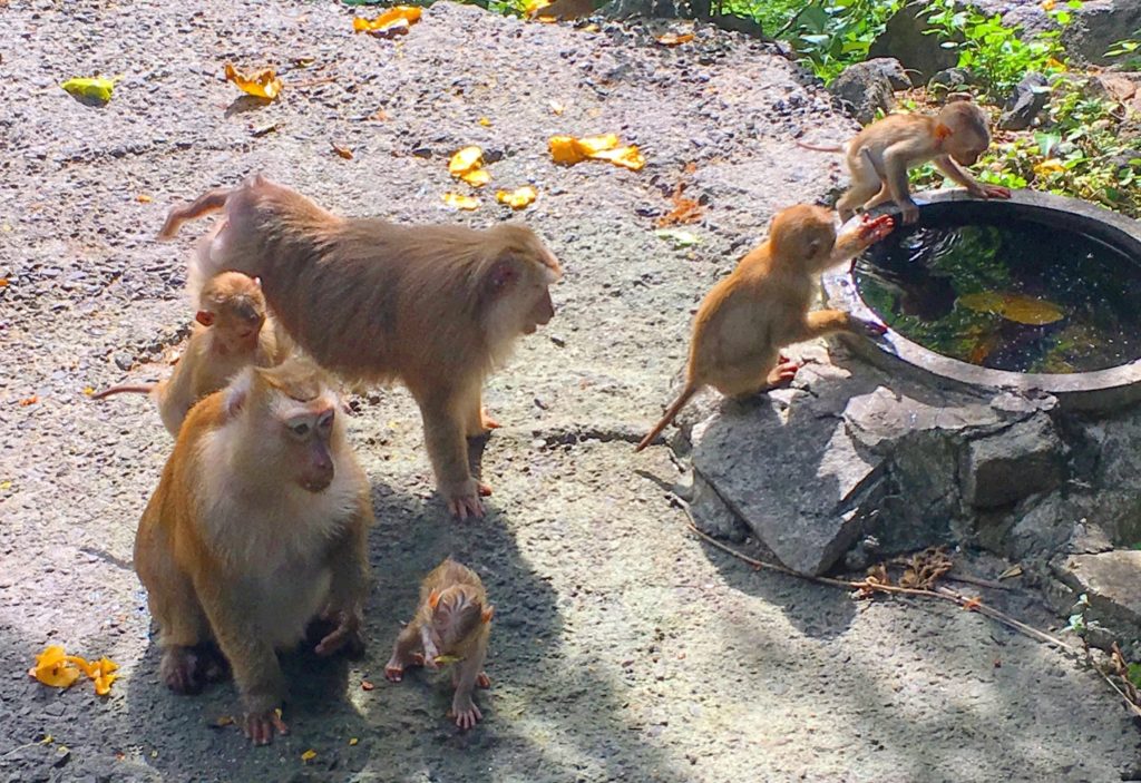 Monkeys on Monkey hill, Phuket, Thailand