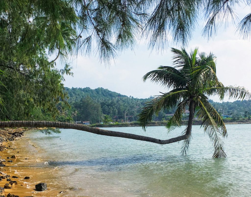 Palm tree over the sea in Thailand