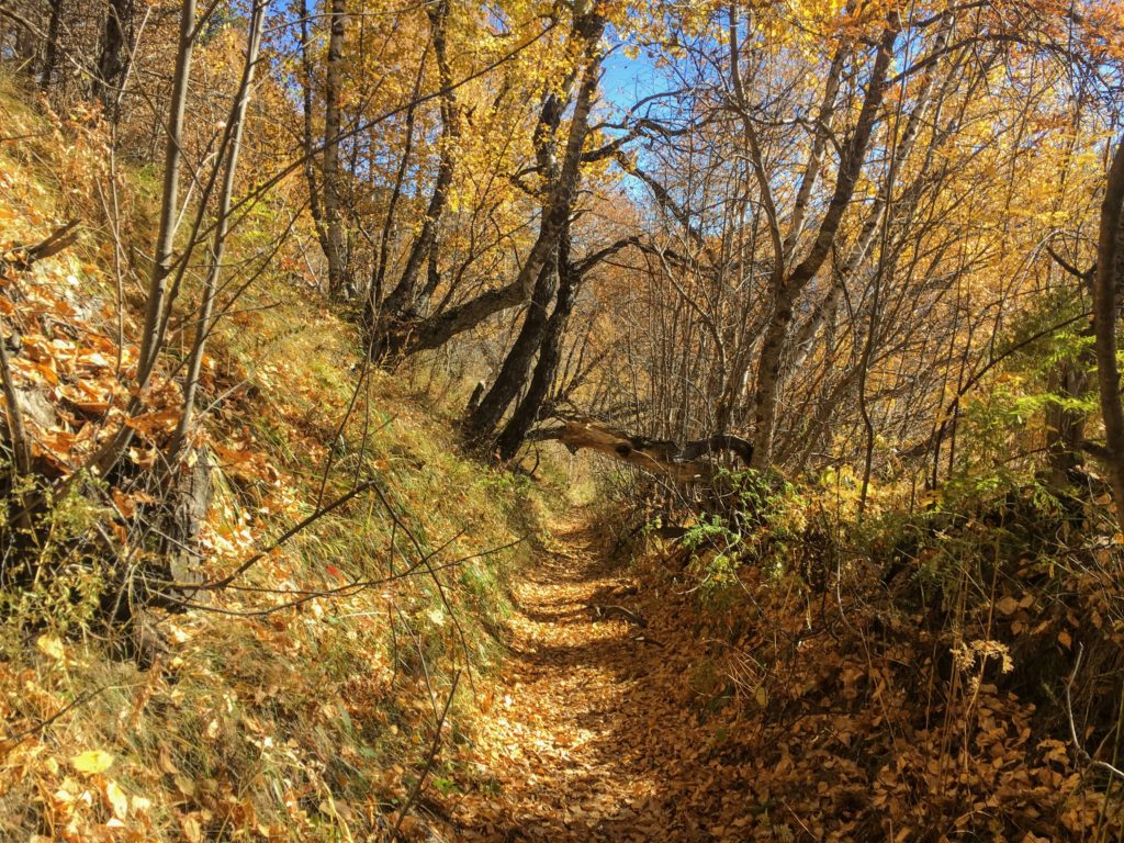 Fall foliage between Iprari and Ushguli on the Mestia to Ushguli trek in Svaneti, Georgia