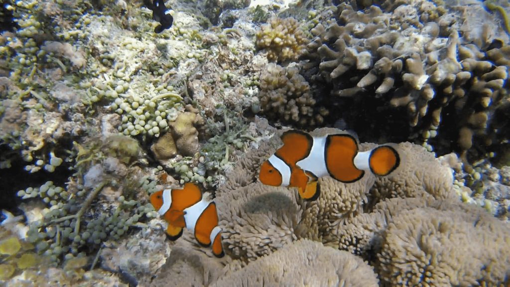 Snorkeling tour in Panglao, Bohol Philippines