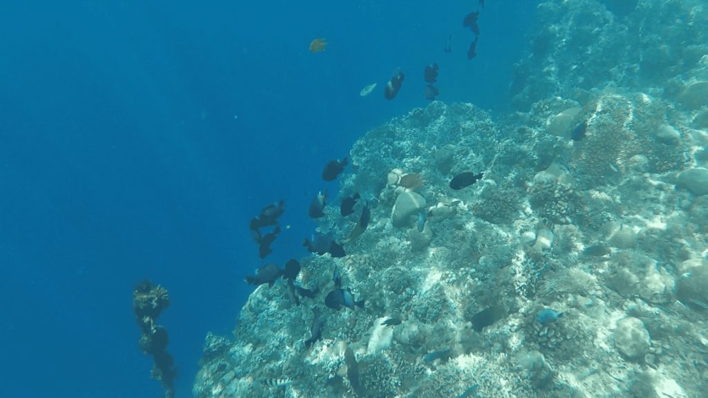 Snorkeling tour in Panglao, Bohol Philippines