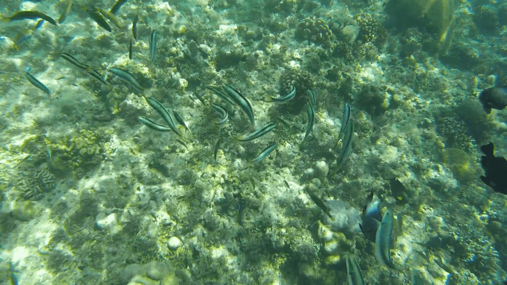 Snorkeling tour in Panglao, Bohol Philippines