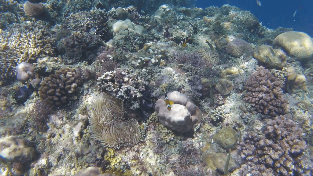 Snorkeling tour in Panglao, Bohol Philippines