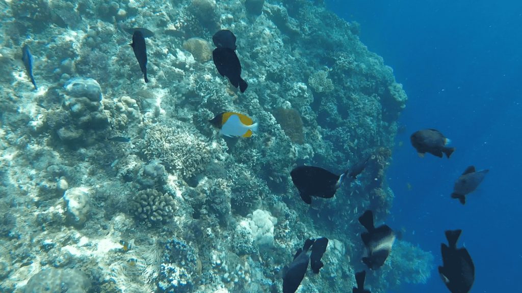 Snorkeling tour in Panglao, Bohol Philippines