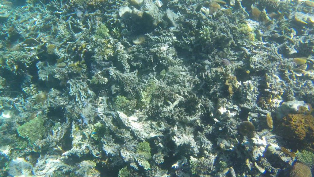 Bleached corals on Coron Ultimate tour snorkeling Philippines