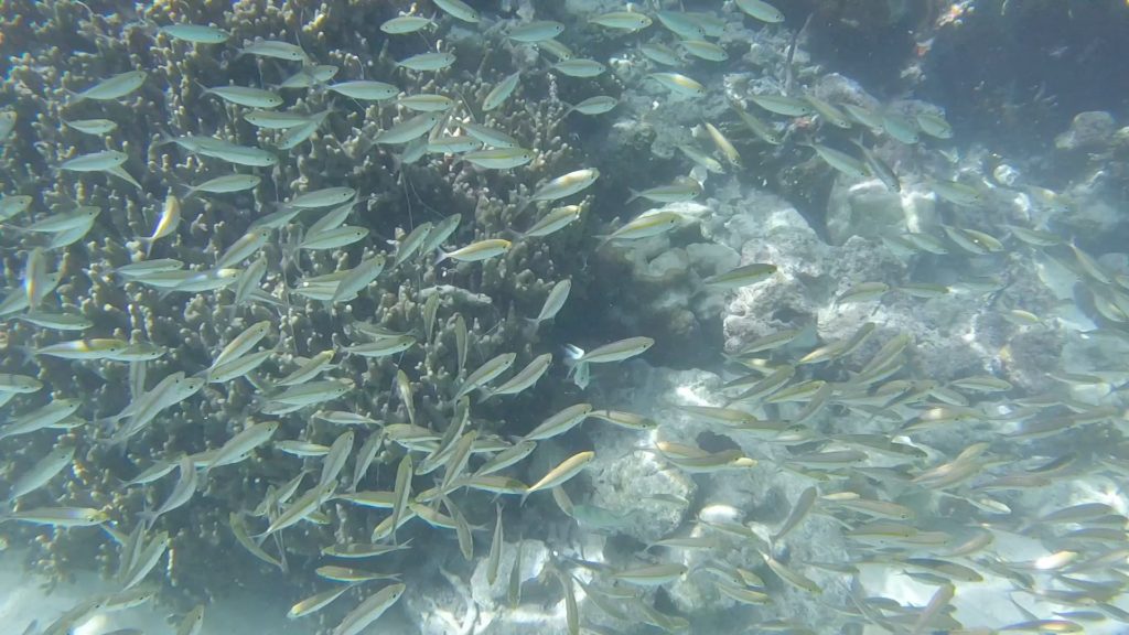 Messing with a school of fish while snorkeling on the Coron Ultimate Tour, Philippines