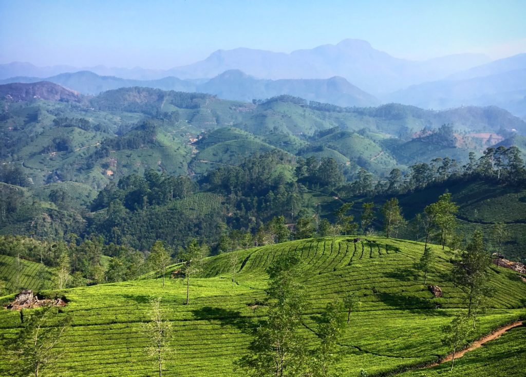 Munnar tea plantations, Kerala India