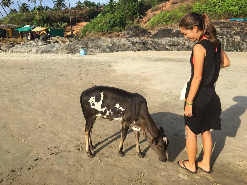 Calf on the beach in Goa, India