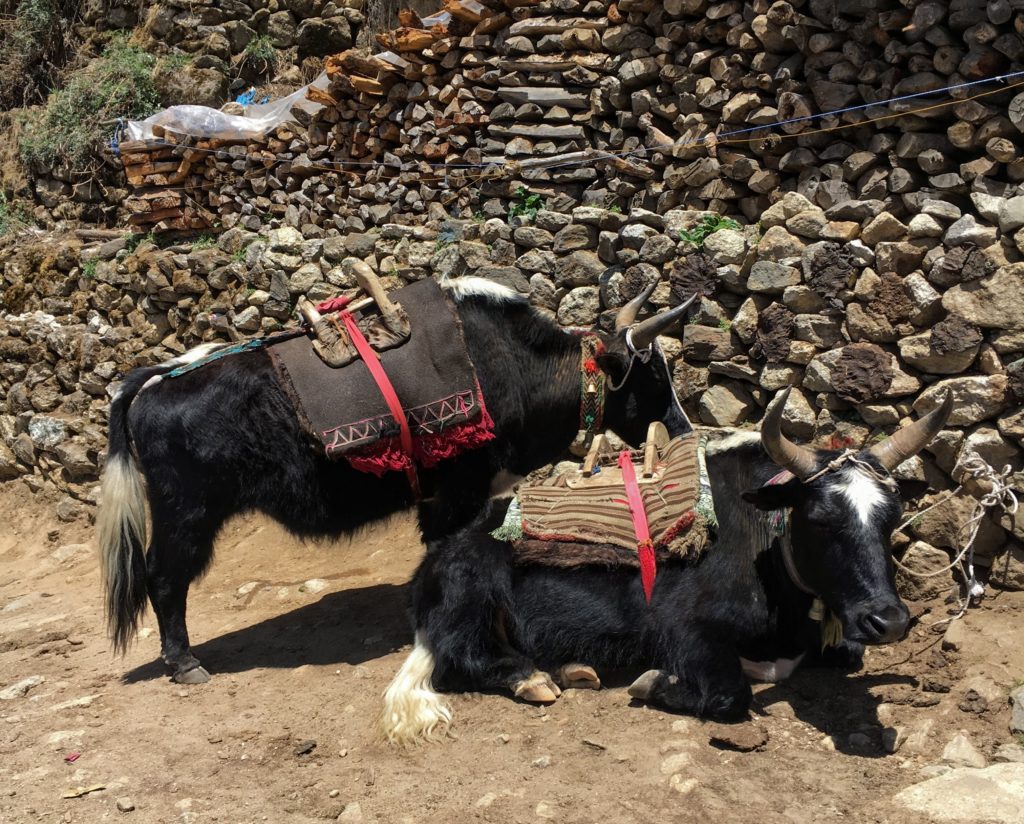 Zopkio yak-cow hybrids taking a rest in Namche Bazaar, Everest Region, Nepal