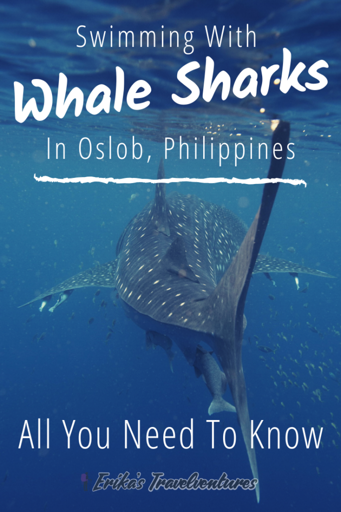Oslob, Philippines all you need to know before swimming with the whale sharks