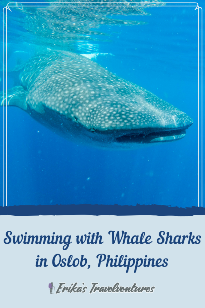 Oslob, Philippines all you need to know before swimming with the whale sharks