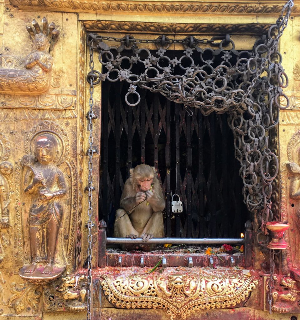 Monkey at the Monkey temple in Kathmandu, Nepal - Things to do in Kathmandu
