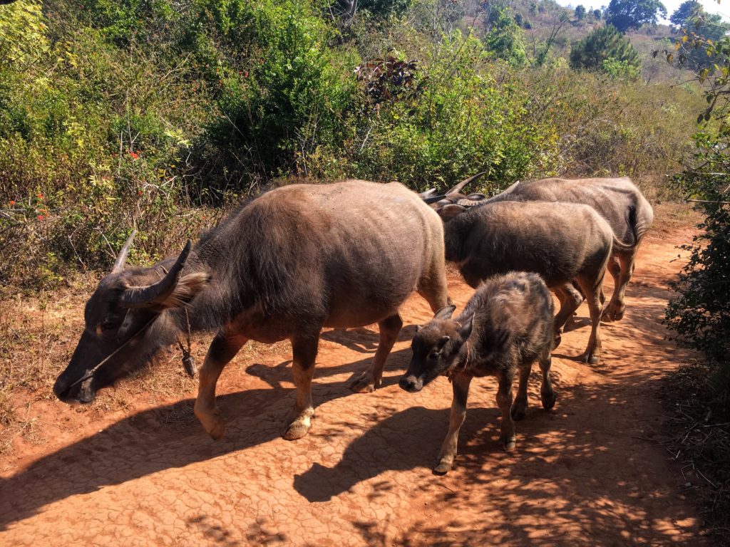 Kalaw to Inle Lake trekking unguided Myanmar without a guide