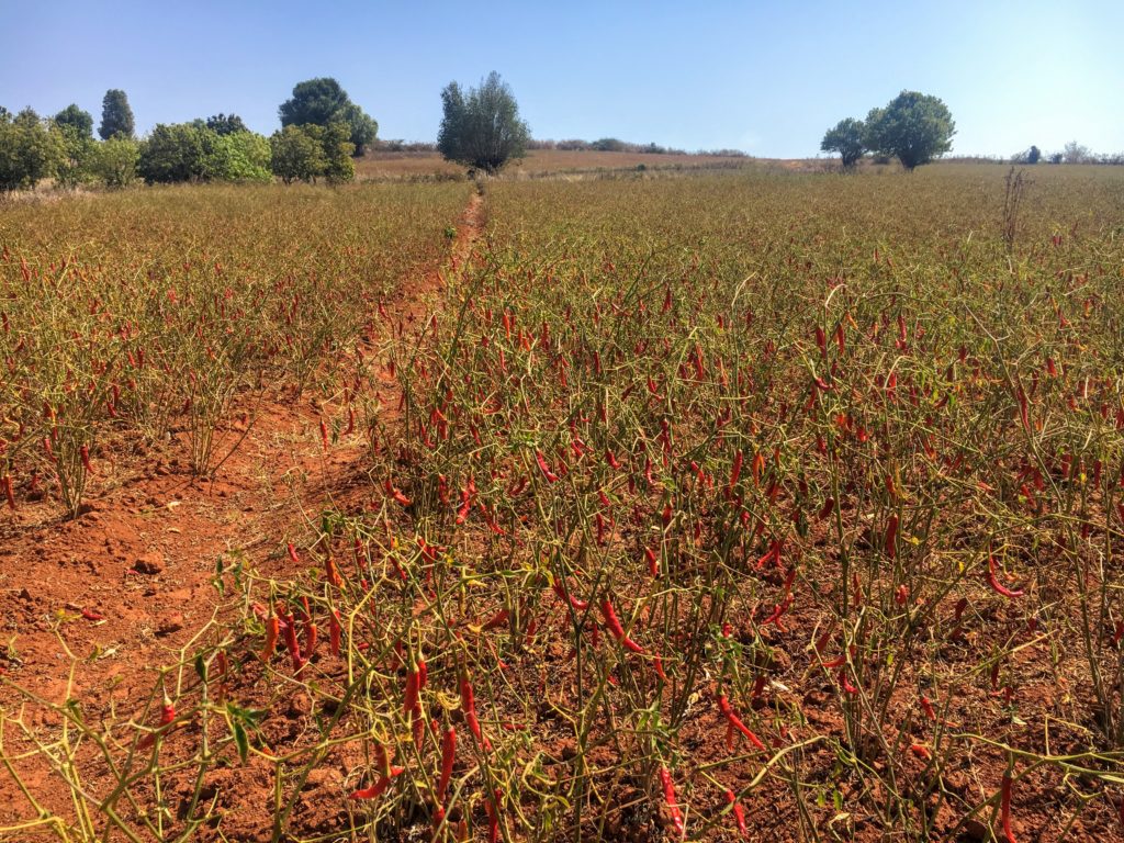 Kalaw to Inle Lake trekking unguided Myanmar without a guide