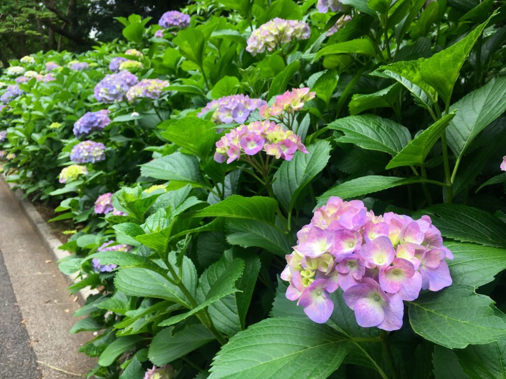 Visiting Shinjuku Gyoen Tokyo Japan, Shinjuku Gyoen Imperial Garden and Park