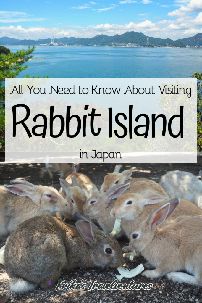 Okunoshima rabbits, Rabbit Island. How to visit Rabbit Island, things to know before visiting Rabbit Island and Rabbit island hotel. Feeding rabbits, poison Gas museum on Okunoshima rabbit island, Japan from Hiroshima Pinterest