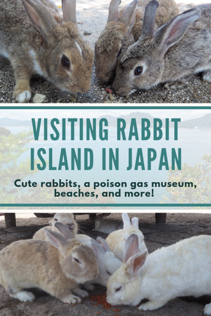 Okunoshima rabbits, Rabbit Island. How to visit Rabbit Island, things to know before visiting Rabbit Island and Rabbit island hotel. Feeding rabbits, poison Gas museum on Okunoshima rabbit island, Japan from Hiroshima Pinterest