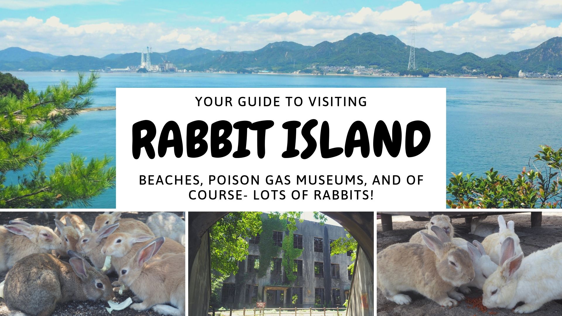 Okunoshima rabbits, Rabbit Island. How to visit Rabbit Island, things to know before visiting Rabbit Island and Rabbit island hotel. Feeding rabbits, poison Gas museum on Okunoshima rabbit island, Japan from Hiroshima