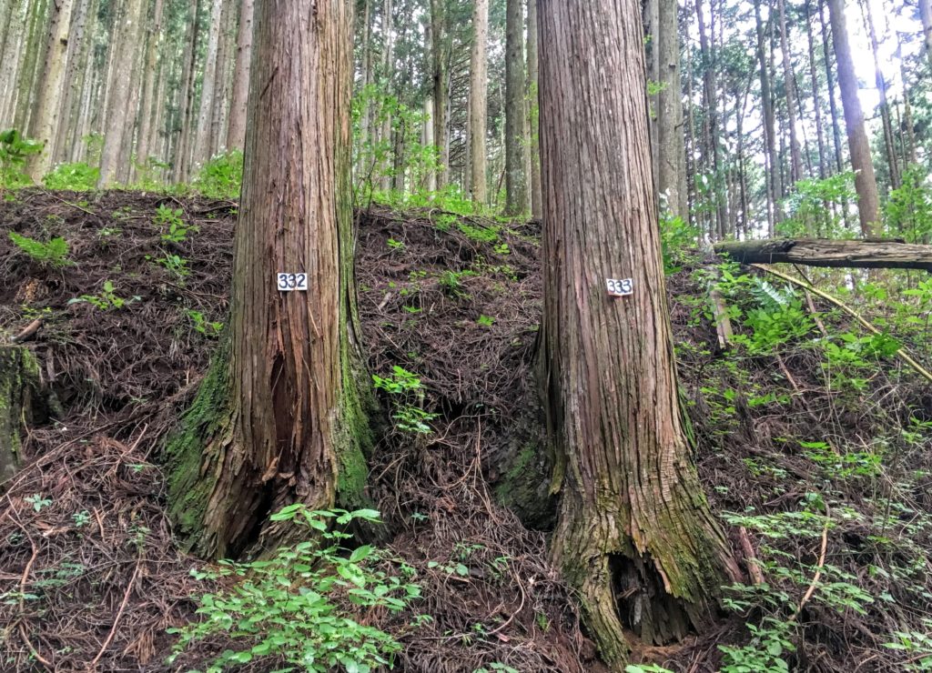 Climbing Mt. Mitake Day-trip from Tokyo. How to get to Mt. Mitake, how to climb, things to do at Mt. Mitake summit