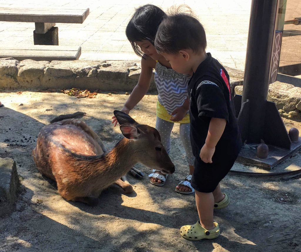 Miyajima deer Miyajima island guide japan, things to do, viewpoint, how to get to Miyajima from Hiroshima, day trip guide