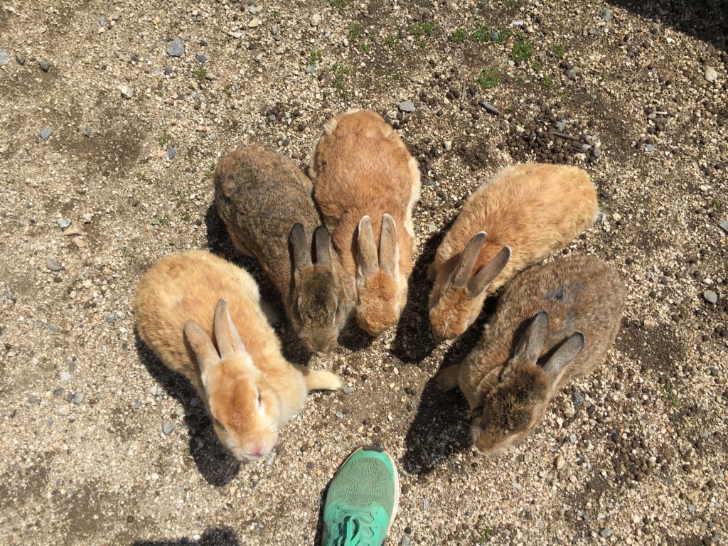 Okunoshima rabbits, Rabbit Island. How to visit Rabbit Island, things to know before visiting Rabbit Island and Rabbit island hotel. Feeding rabbits, poison Gas museum on Okunoshima rabbit island, Japan from Hiroshima