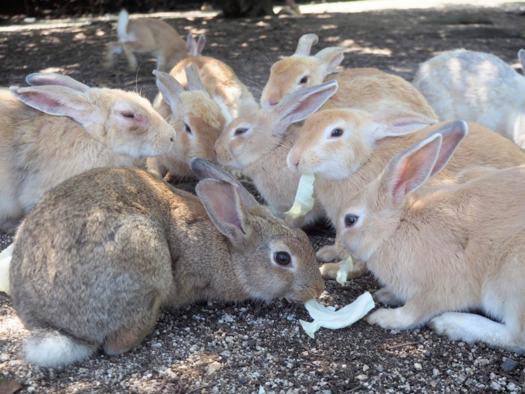 Okunoshima rabbits, Rabbit Island. How to visit Rabbit Island, things to know before visiting Rabbit Island and Rabbit island hotel. Feeding rabbits, poison Gas museum on Okunoshima rabbit island, Japan from Hiroshima