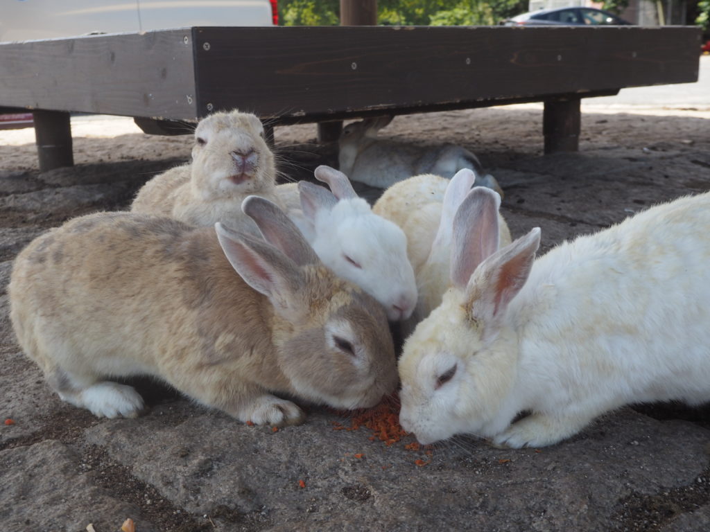 Okunoshima rabbits, Rabbit Island. How to visit Rabbit Island, things to know before visiting Rabbit Island and Rabbit island hotel. Feeding rabbits, poison Gas museum on Okunoshima rabbit island, Japan from Hiroshima