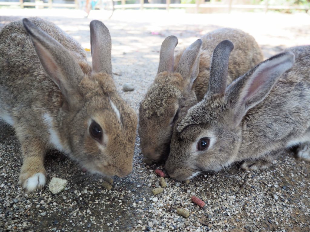 Okunoshima rabbits, Rabbit Island. How to visit Rabbit Island, things to know before visiting Rabbit Island and Rabbit island hotel. Feeding rabbits, poison Gas museum on Okunoshima rabbit island, Japan from Hiroshima