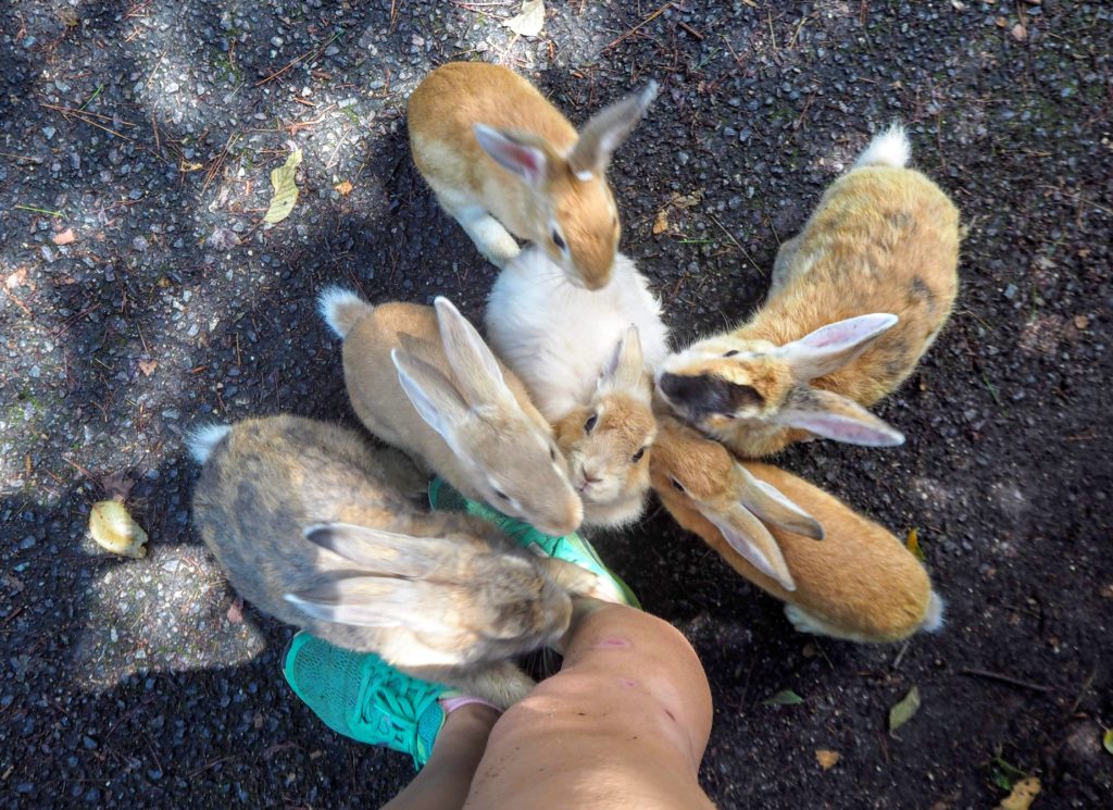 Okunoshima rabbits, Rabbit Island. How to visit Rabbit Island, things to know before visiting Rabbit Island and Rabbit island hotel. Feeding rabbits, poison Gas museum on Okunoshima rabbit island, Japan from Hiroshima