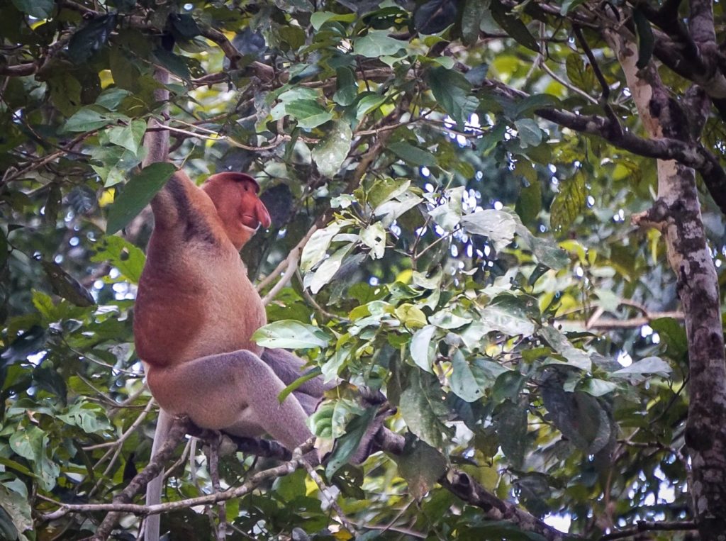 Off-the-beaten-track destinations in southeast asia travel backpacking collaboration, kinabatangan river