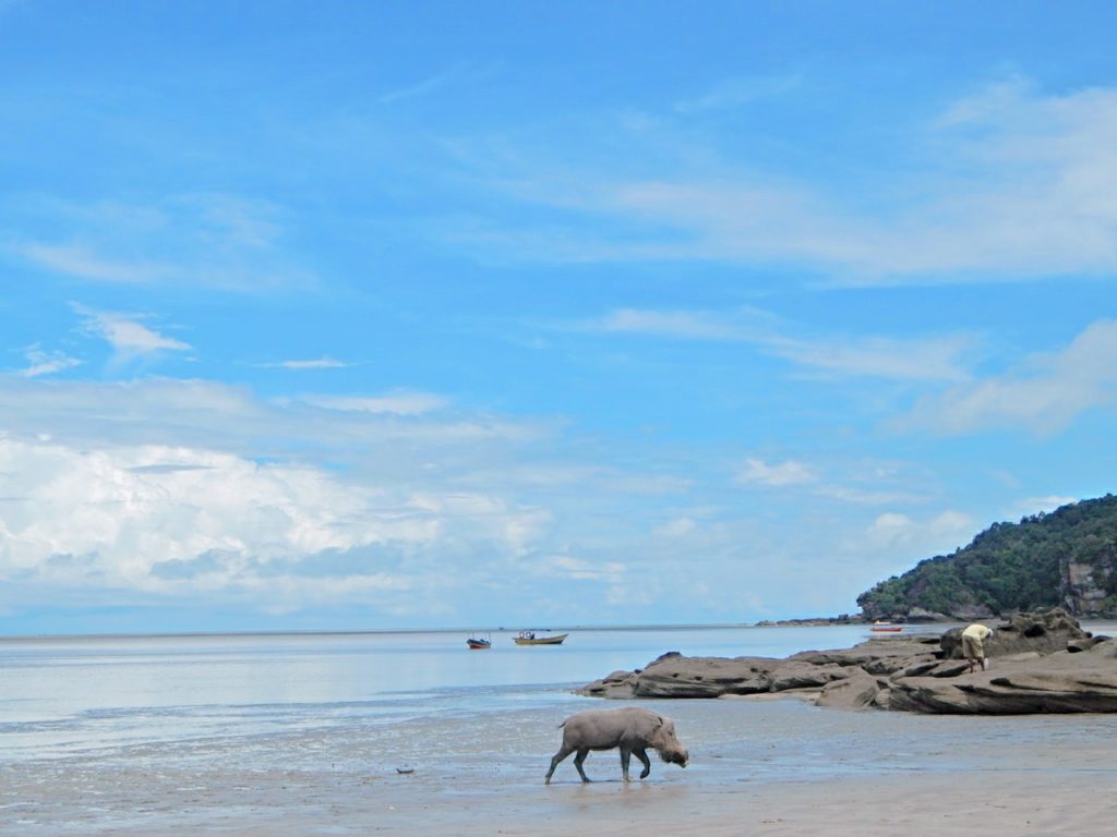 Off-the-beaten-track destinations in southeast asia travel backpacking collaboration, bako national park