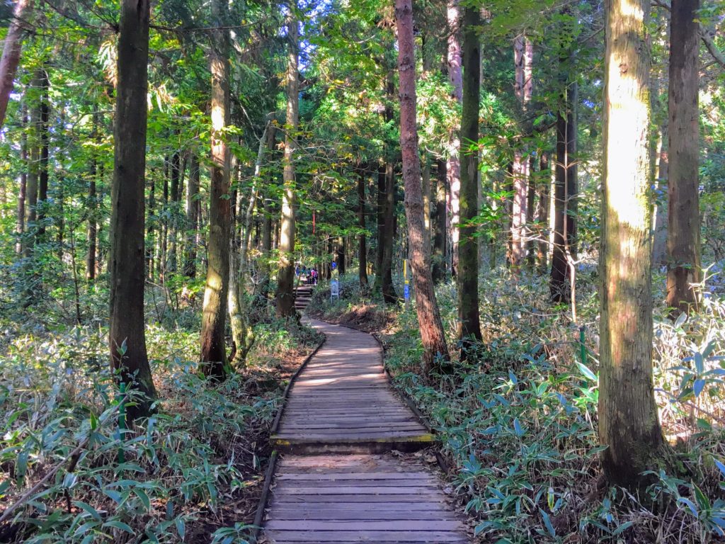 hiking hallasan on jeju island in south Korea. Map and how to get there, which is the best trail for hiking Hallasan Gwanemusa Trail Seongpanak Trail