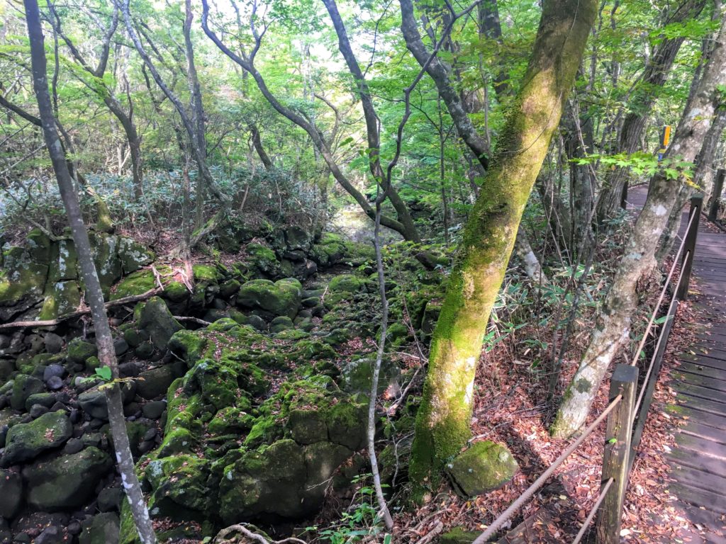 hiking hallasan on jeju island in south Korea. Map and how to get there, which is the best trail for hiking Hallasan Gwanemusa Trail Seongpanak Trail