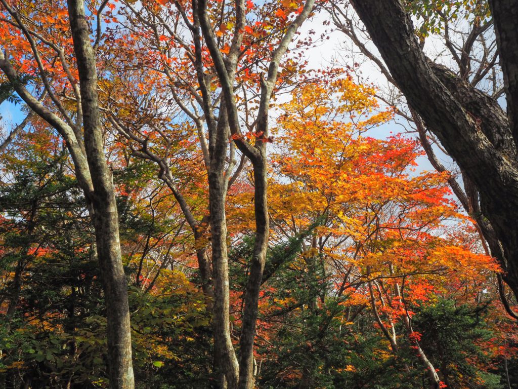 hiking hallasan on jeju island in south Korea. Map and how to get there, which is the best trail for hiking Hallasan Gwanemusa Trail Seongpanak Trail