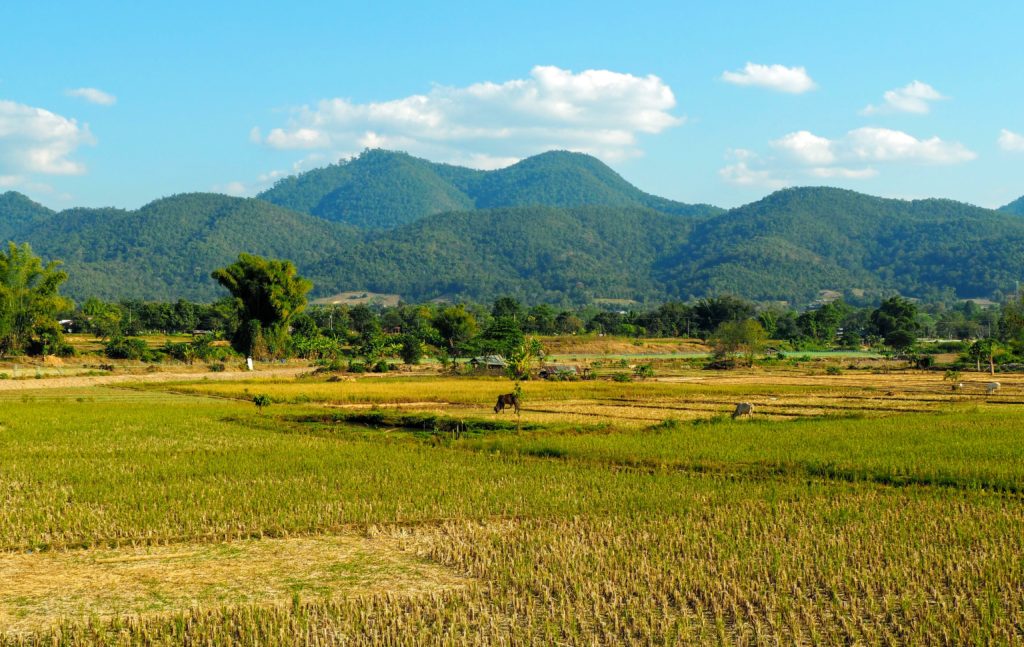 One Week in Northern Thailand Itinerary, seven days in North thailand backpacker's itinerary, Chiang Mai things to do, Chiang Rai, Pai Thai countryside