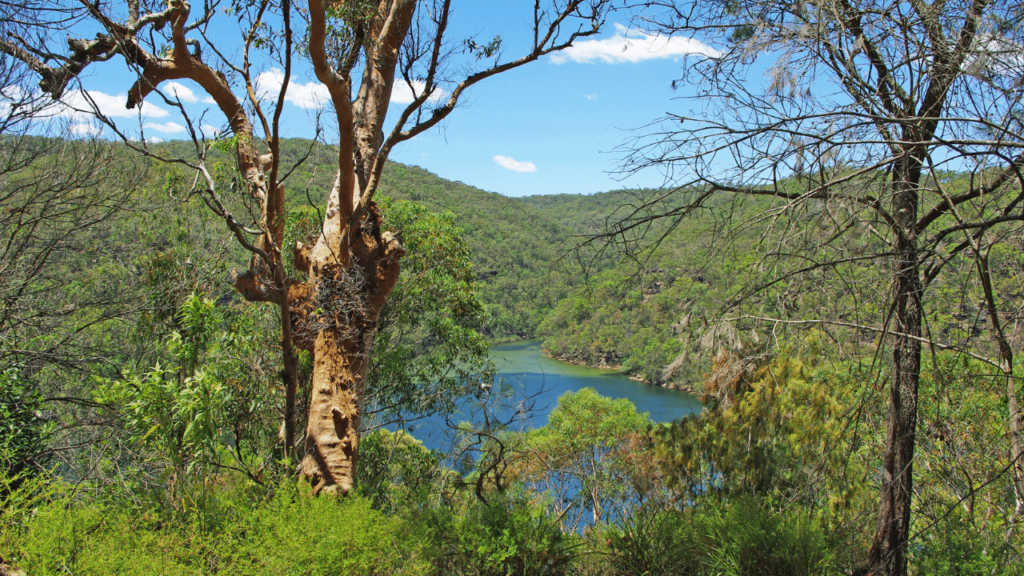 Ku Ring Gai Chase National Park