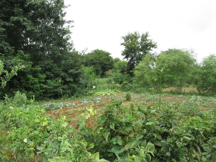 Navadarshanam Tamil Nadu, Permaculture course in india, Permaculture design course Navadarshanam, eco-travel from Bangalore, Bangalore stay-cation, sustainable agriculture food