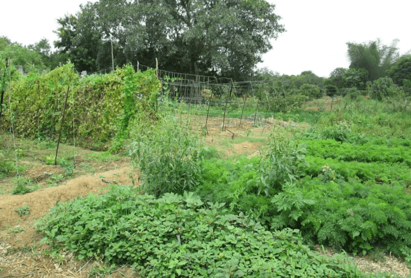 Navadarshanam Tamil Nadu, Permaculture course in india, Permaculture design course Navadarshanam, eco-travel from Bangalore, Bangalore stay-cation, sustainable agriculture food