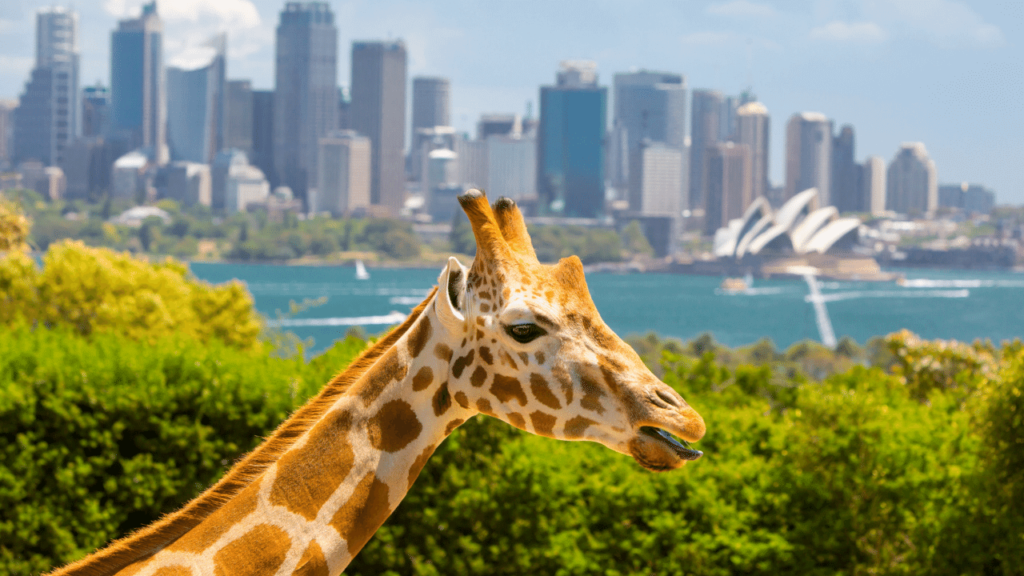 The ultimate sydney bucket list, things to do in Sydney, Sydney bucketlist, bucketlist ideas sydney, sydney zoo, opera house, bondi beach, blue mountains, taronga zoo, sydney harbour cruise, sydney brewery hopping, botanic gardens, bondi to coogee hike, museums, lilipad cafe, the rocks, national park, watsons bay, ferry to manly, bucket list ideas sydney australia taronga zoo giraffe