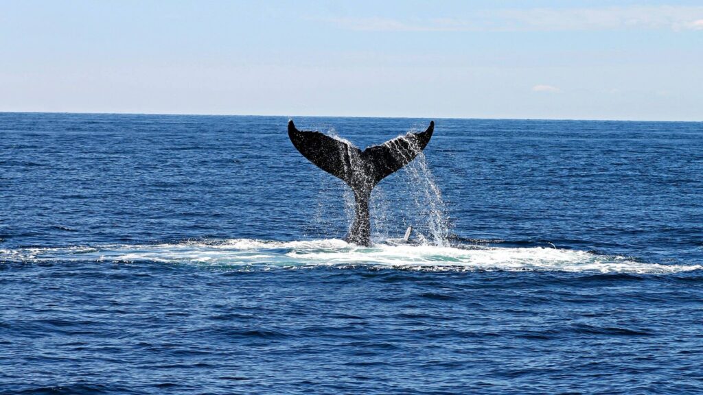 whale watching sydney The ultimate sydney bucket list, things to do in Sydney, Sydney bucketlist, bucketlist ideas sydney, sydney zoo, opera house, bondi beach, blue mountains, taronga zoo, sydney harbour cruise, sydney brewery hopping, botanic gardens, bondi to coogee hike, museums, lilipad cafe, the rocks, national park, watsons bay, ferry to manly, bucket list ideas sydney australia