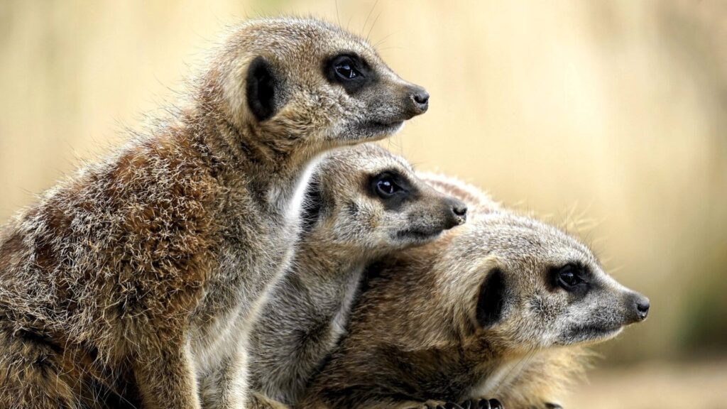 meerkats at sydney zoo, sydney bucket list, bucket list ideas sydney, things to do in sydney australia